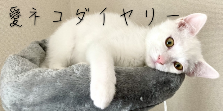 カワイイがいっぱい！ワンダーランド